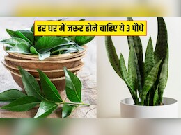 हर घर में जरूर होने चाहिए ये 3 पौधे, न्यूट्रिशनिस्ट ने बताया बड़ी-बड़ी बीमारियां आसपान भी नहीं भटकेंगी हर घर में जरूर होने चाहिए ये 3 पौधे, न्यूट्रिशनिस्ट ने बताया बड़ी-बड़ी बीमारियां आसपान भी नहीं भटकेंगी