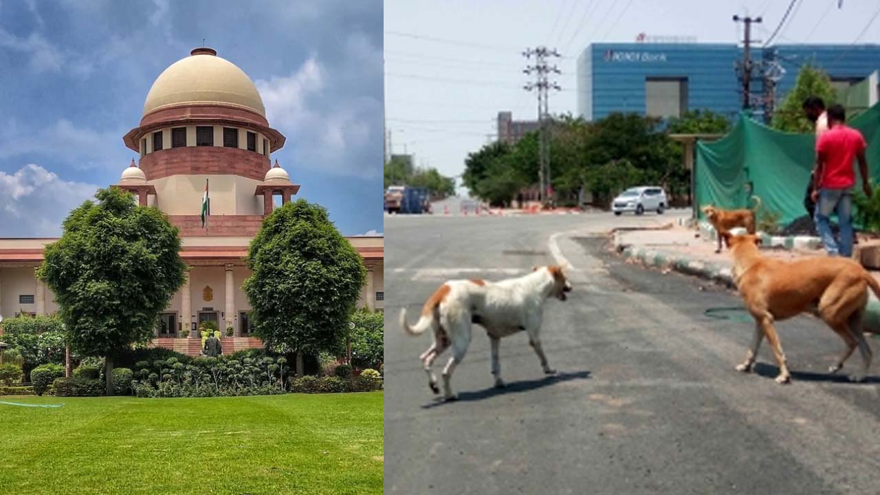 Video : All Stray Dogs In Delhi-NCR To Be Moved To Shelters: Supreme Court's Big Order