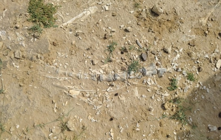 Dinosaur-Era Fossils Unearthed Near Lake In Rajasthan Village