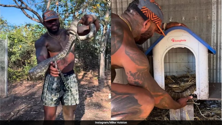 Watch: Wildlife Enthusiast's Close Call With Python Goes Viral Watch: Wildlife Enthusiast's Close Call With Python Goes Viral