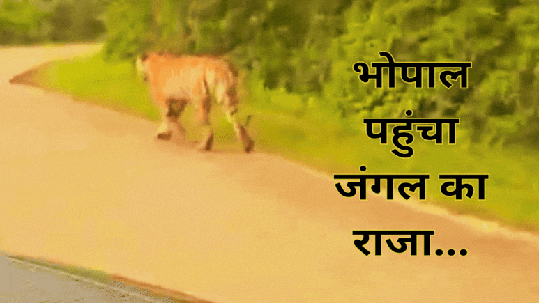 Viral Video: राजधानी भोपाल में सड़क पर घूमता नजर आया टाइगर, सामने Tiger को देख कपल के छूटे पसीने Viral Video: राजधानी भोपाल में सड़क पर घूमता नजर आया टाइगर, सामने Tiger को देख कपल के छूटे पसीने