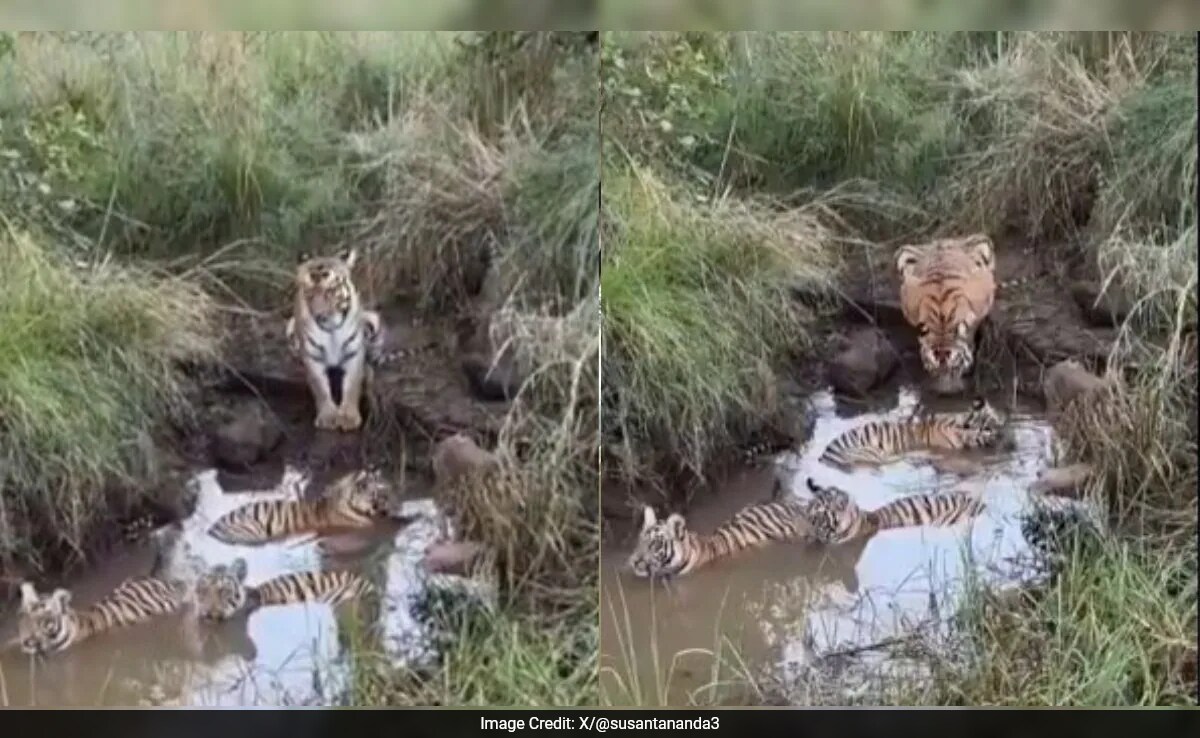 Viral Video Captures Tigress and Cubs in Playful Bath