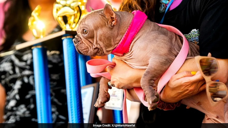 Hairless Bulldog, Petunia, Crowned World's Ugliest Dog, Wins Rs 4 Lakh In Prize Hairless Bulldog, Petunia, Crowned World's Ugliest Dog, Wins Rs 4 Lakh In Prize