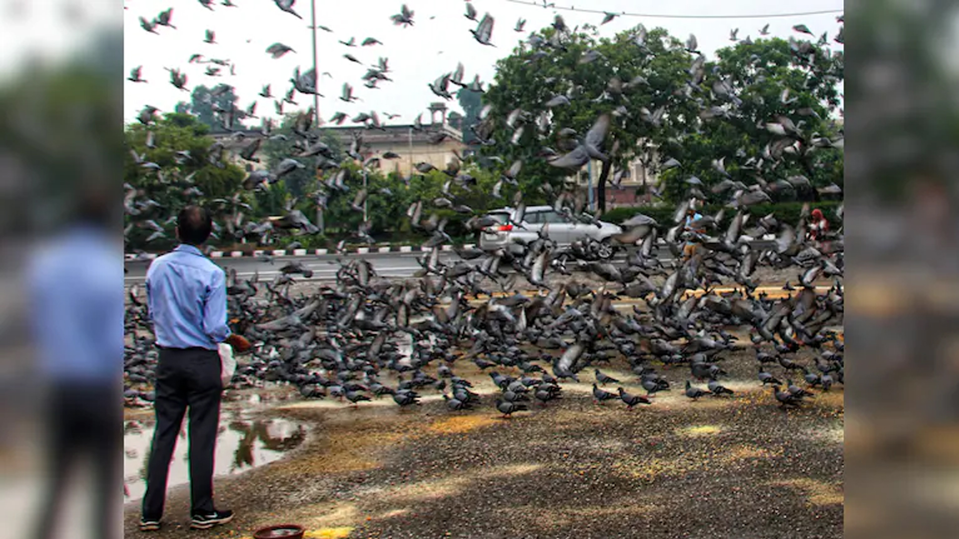 Mumbai's Pigeon Feeding Ban: How A Public Health Move Clashed With Faith