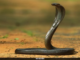 सहेली के घर में अपना पालतू सांप खो बैठी ये एक्ट्रेस, डर के मारे बुरा हुआ हाल सहेली के घर में अपना पालतू सांप खो बैठी ये एक्ट्रेस, डर के मारे बुरा हुआ हाल