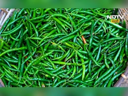 Pune News: बारामतीची 40 मेट्रिक टन हिरवी मिरची दुबईला, ग्रामिण महिलांनी करून दाखवलं