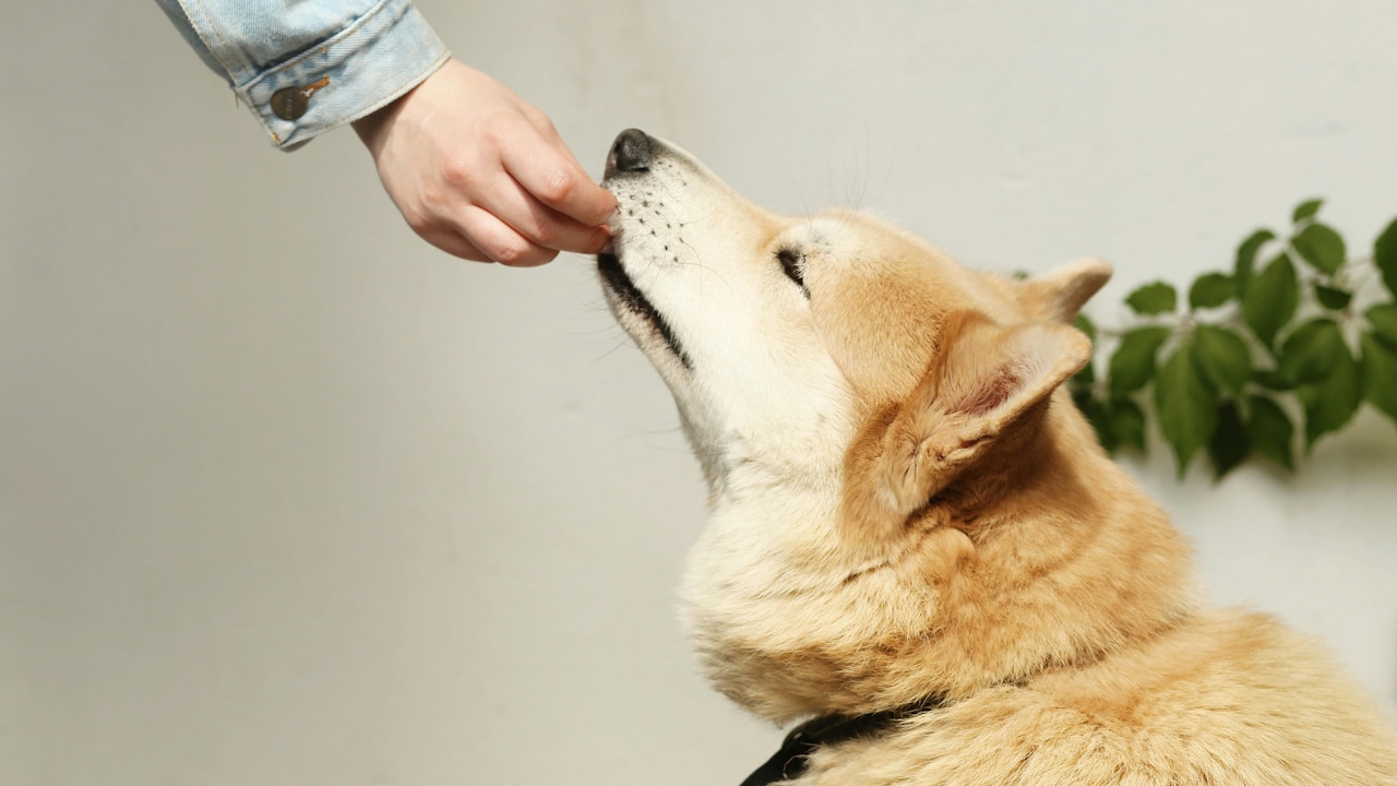Buy Dog Food Under Budget 