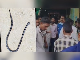 मां, बेटी और बेटे को सांप ने डसा, तीनों की मौत; साथ में अचेत पड़ा था खतरनाक सर्प मां, बेटी और बेटे को सांप ने डसा, तीनों की मौत; साथ में अचेत पड़ा था खतरनाक सर्प