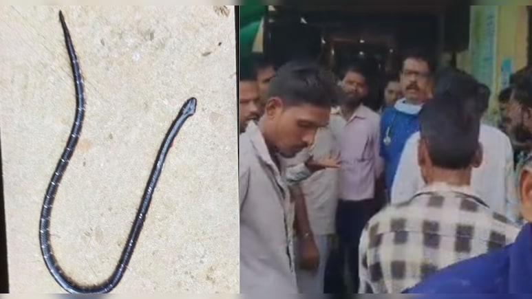 मां, बेटी और बेटे को सांप ने डसा, तीनों की मौत; साथ में अचेत पड़ा था खतरनाक सर्प मां, बेटी और बेटे को सांप ने डसा, तीनों की मौत; साथ में अचेत पड़ा था खतरनाक सर्प