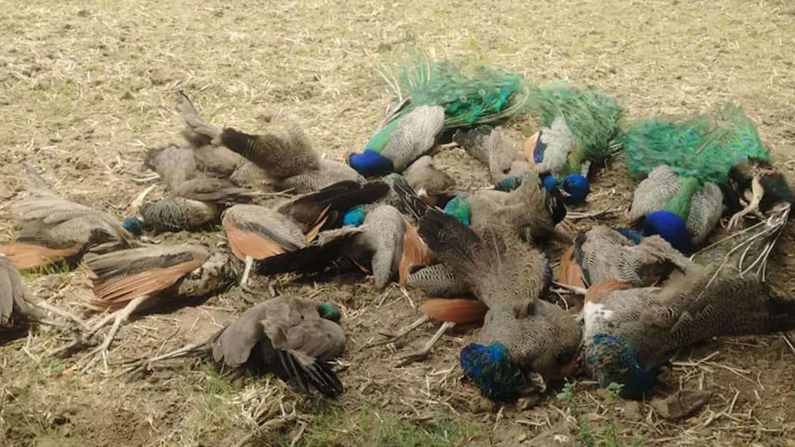 Peacocks Ramsgate 20 Peacocks Found Dead In Karnataka, Weeks After Tigress, 4 Cubs Died