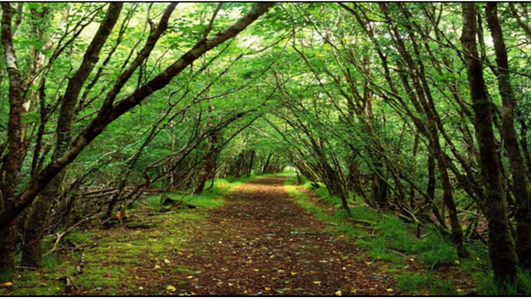 Anand Mahindra Reveals His Go-To Holiday Getaway In Andhra Pradesh - More About The Offbeat Town