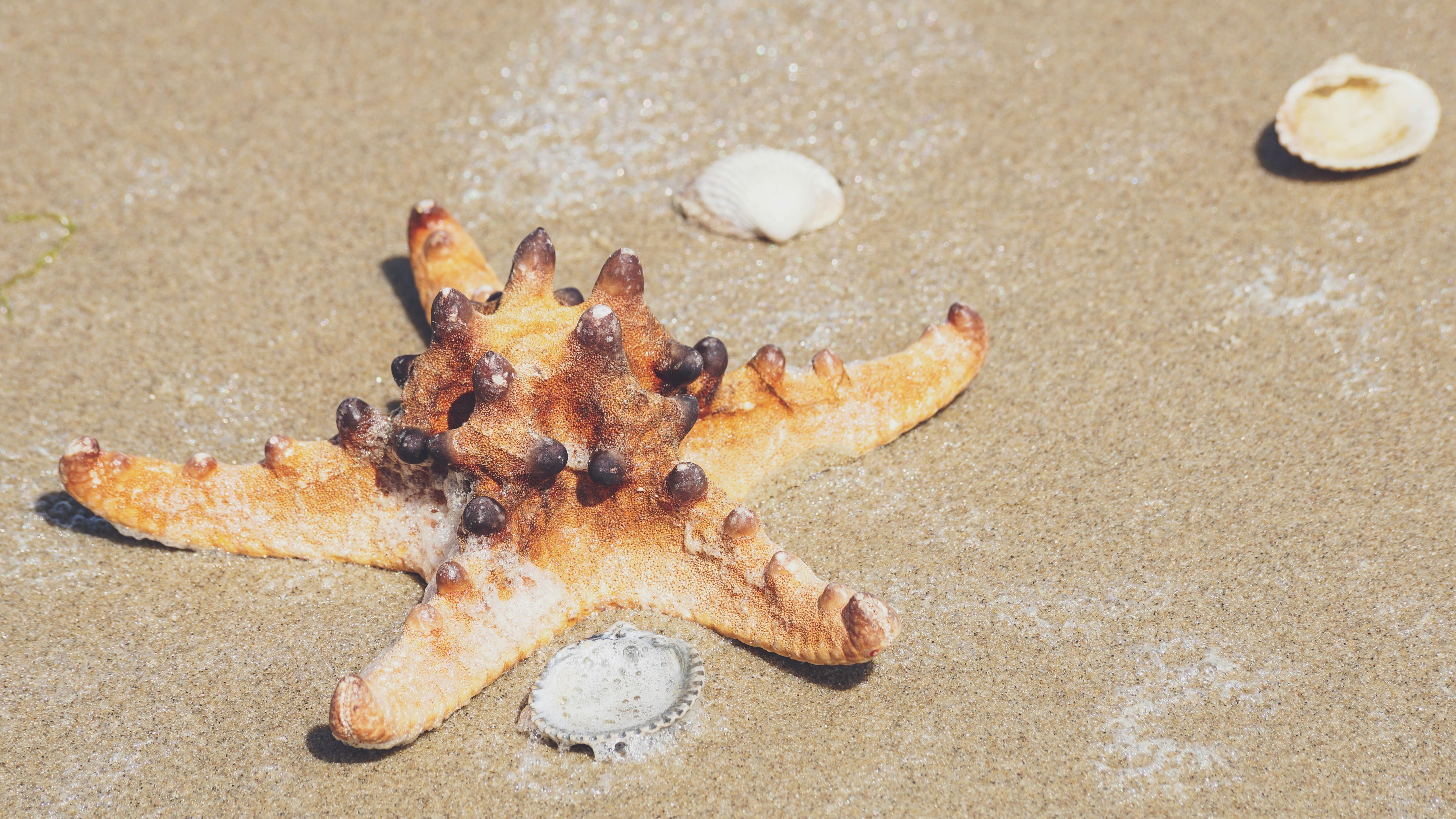 Scientists Solve Mystery Of What Killed 5 Billion Starfish After A Decade
