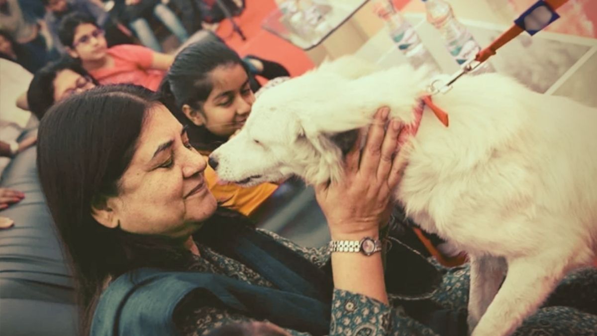 "Who Decides A Stray Dog Is Aggressive?" Maneka Gandhi Has A Solution