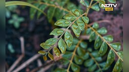 Curry Leaf: रिकाम्या पोटी प्या गरम पाण्यातच कढीपत्त्याचा रस, 'हे' आजार होतील एका क्षणात दूर