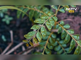 Curry Leaf: रिकाम्या पोटी प्या गरम पाण्यातच कढीपत्त्याचा रस, 'हे' आजार होतील एका क्षणात दूर Curry Leaf: रिकाम्या पोटी प्या गरम पाण्यातच कढीपत्त्याचा रस, 'हे' आजार होतील एका क्षणात दूर