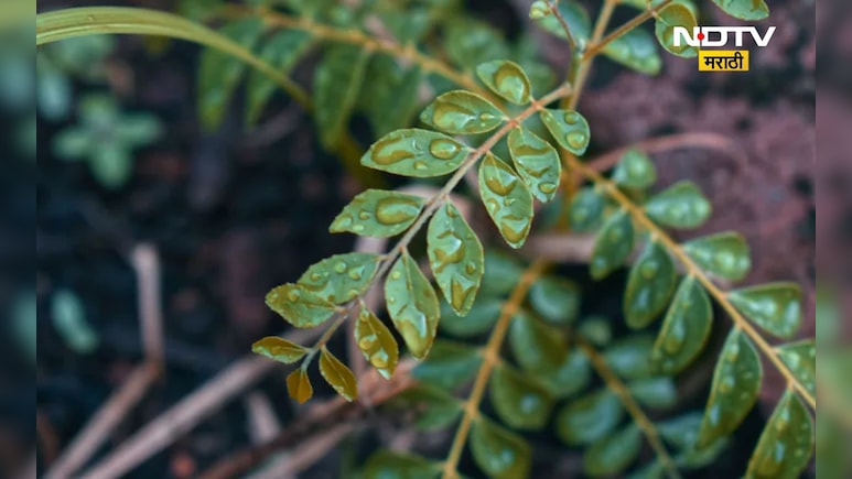 Curry Leaf: रिकाम्या पोटी प्या गरम पाण्यातचा कढीपत्त्याचा रस, 'हे' आजार होतील एका क्षणात दूर Curry Leaf: रिकाम्या पोटी प्या गरम पाण्यातचा कढीपत्त्याचा रस, 'हे' आजार होतील एका क्षणात दूर