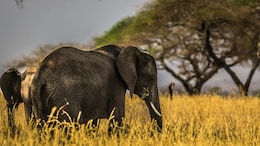 Where The Elephants Roam: 7 Places In India To See The Gentle Giants In The Wild