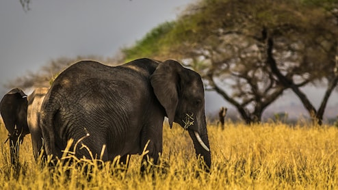 Where The Elephants Roam: 7 Places In India To See The Gentle Giants In The Wild