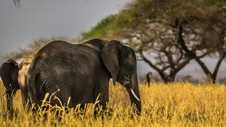 Where The Elephants Roam: 7 Places In India To See The Gentle Giants In The Wild