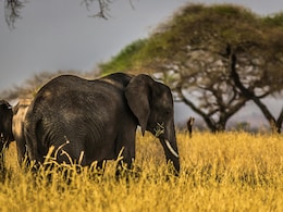 Where The Elephants Roam: 7 Places In India To See The Gentle Giants In The Wild Where The Elephants Roam: 7 Places In India To See The Gentle Giants In The Wild