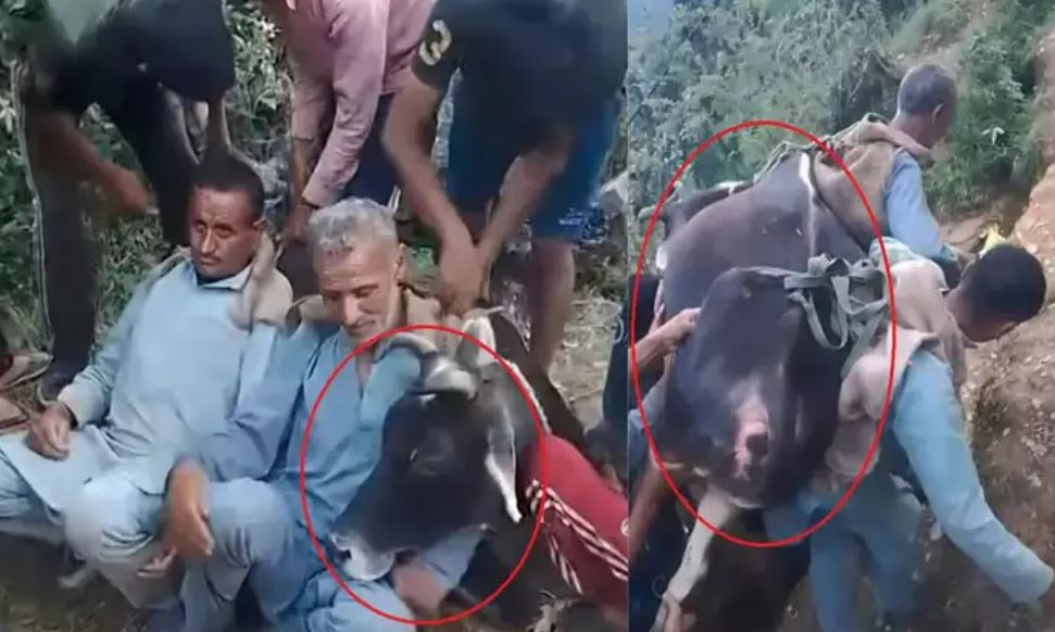 बाहुबली से कम नहीं हिमाचली...200 किलो वजनी बीमार गाय को पीठ में उठाकर अस्पताल ले गए 2 भाई