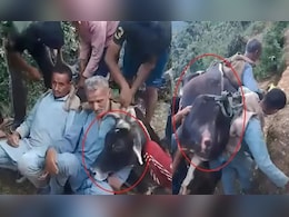 बाहुबली से कम नहीं हिमाचली...200 किलो वजनी बीमार गाय को पीठ में उठाकर अस्पताल ले गए 2 भाई बाहुबली से कम नहीं हिमाचली...200 किलो वजनी बीमार गाय को पीठ में उठाकर अस्पताल ले गए 2 भाई