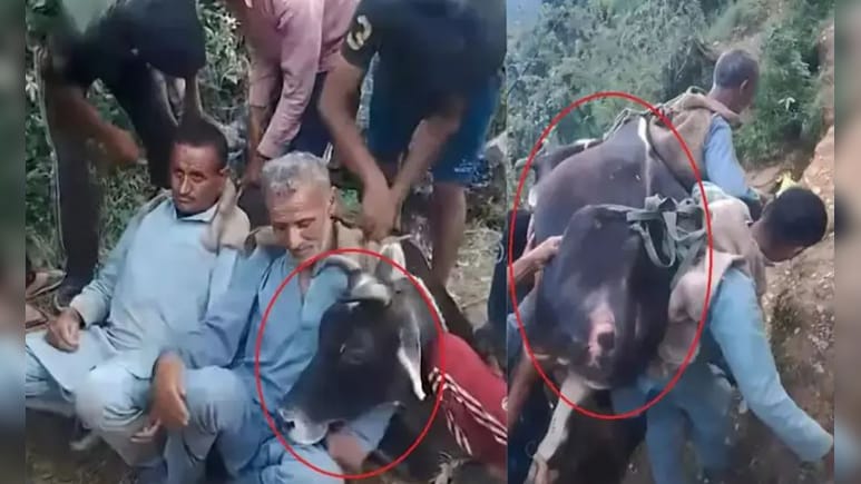 बाहुबली से कम नहीं हिमाचली...200 किलो वजनी बीमार गाय को पीठ में उठाकर अस्पताल ले गए 2 भाई बाहुबली से कम नहीं हिमाचली...200 किलो वजनी बीमार गाय को पीठ में उठाकर अस्पताल ले गए 2 भाई