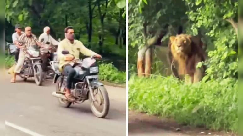 सड़क से गुजर रहे थे लोग, तभी दिन दहाड़े सामने आ धमका बब्बर शेर और फिर...