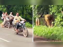 सड़क से गुजर रहे थे लोग, तभी दिन दहाड़े सामने आ धमका बब्बर शेर और फिर... सड़क से गुजर रहे थे लोग, तभी दिन दहाड़े सामने आ धमका बब्बर शेर और फिर...