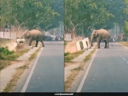 Elephant Topples Mini Truck In Viral Video, Sparks Call For Respecting Wildlife Elephant Topples Mini Truck In Viral Video, Sparks Call For Respecting Wildlife