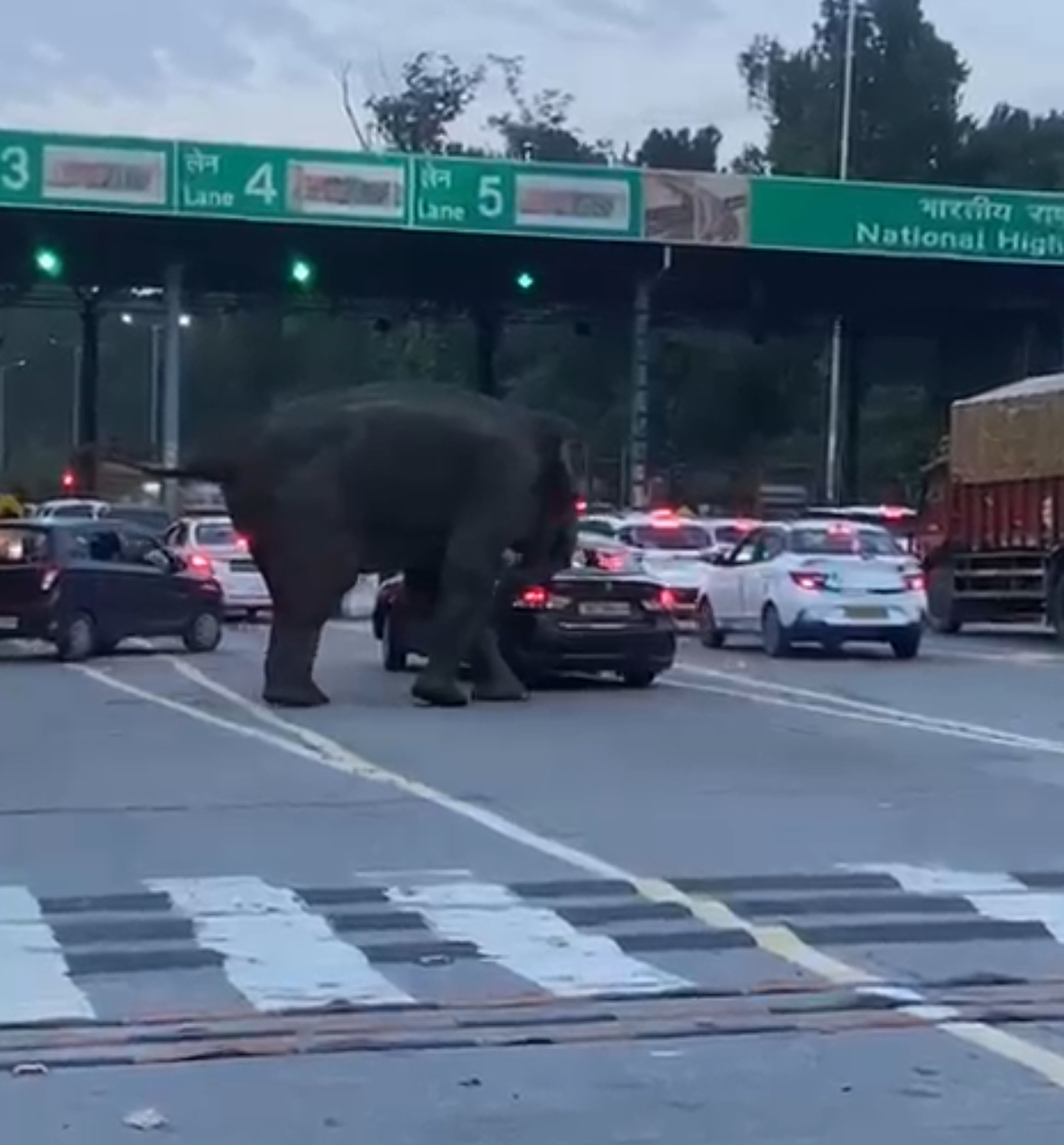 Video: Elephant Attacks Car Near Toll Plaza On Dehradun-Haridwar Highway