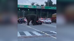 Video: Elephant Attacks Car Near Toll Plaza On Dehradun-Haridwar Highway