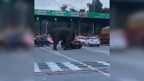 Video: Elephant Attacks Car Near Toll Plaza On Dehradun-Haridwar Highway