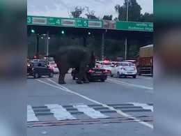 Video: Elephant Attacks Car Near Toll Plaza On Dehradun-Haridwar Highway Video: Elephant Attacks Car Near Toll Plaza On Dehradun-Haridwar Highway