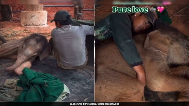 Watch: Clumsy Baby Elephant Wakes Up Human Friend To Nap Beside Him Watch: Clumsy Baby Elephant Wakes Up Human Friend To Nap Beside Him