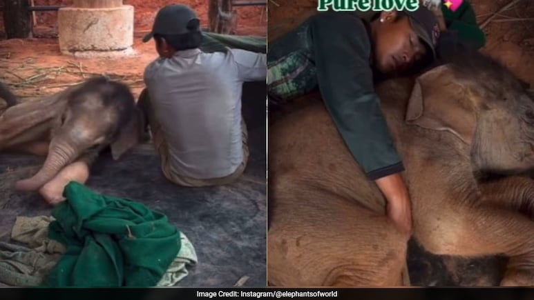 इंसान और हाथी के बच्चे की अनोखी दोस्ती, कंबल ओढ़कर साथ ली झपकी, दिल छू लेने वाला वीडियो वायरल