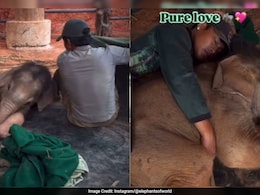 इंसान और हाथी के बच्चे की अनोखी दोस्ती, कंबल ओढ़कर साथ ली झपकी, दिल छू लेने वाला वीडियो वायरल इंसान और हाथी के बच्चे की अनोखी दोस्ती, कंबल ओढ़कर साथ ली झपकी, दिल छू लेने वाला वीडियो वायरल