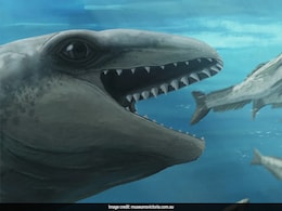 This Whale Species Was Smaller Than A Bed. Fossil Found On Australia Beach This Whale Species Was Smaller Than A Bed. Fossil Found On Australia Beach