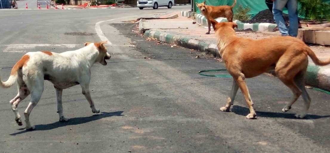 आवारा कुत्तों का बढ़ता खतरा, पशुपालन विभाग ने लोकसभा में बताया निपटने का सबसे कारगर उपाय