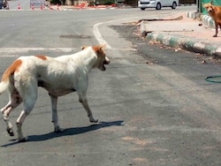 Stray Dogs In Meghalaya Are &quot;Dangerous&quot; In Nature: High Court To Supreme Court