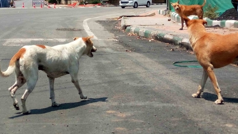 Stray Dogs In Meghalaya Are "Dangerous" In Nature: High Court To Supreme Court