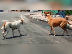 Karnataka Funds Private Hospitals In Bengaluru To Treat Dog Bites