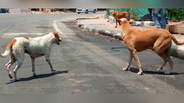 Karnataka Funds Private Hospitals In Bengaluru To Treat Dog Bites