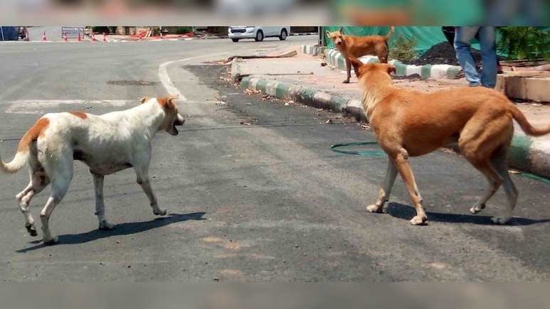 आवारा कुत्तों का बढ़ता खतरा, पशुपालन विभाग ने लोकसभा में बताया निपटने का सबसे कारगर उपाय