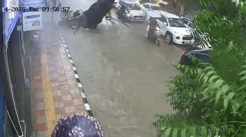 काश! एक सेकेंड की हो जाती देर... दिल्ली के कालकाजी में बाइक के ऊपर कैसे गिरा पेड़, CCTV फुटेज में देखिए सबकुछ