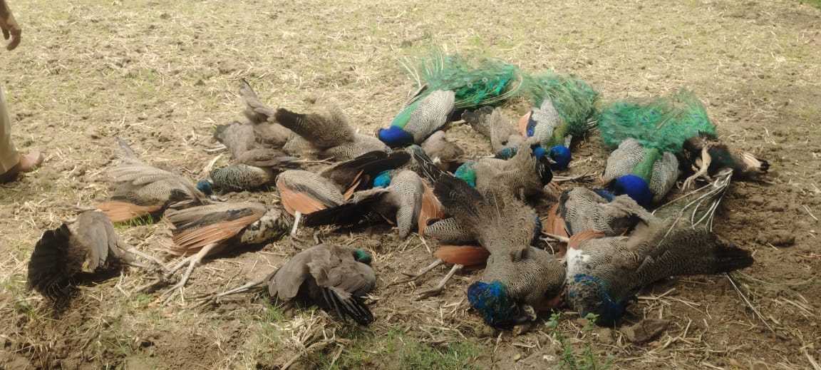 20 Peacocks Found Dead In Karnataka, Weeks After Tigress, 4 Cubs Died