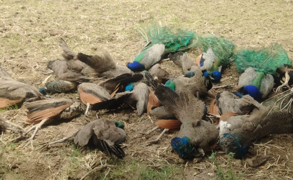20 Peacocks Found Dead In Karnataka, Weeks After Tigress, 4 Cubs Died