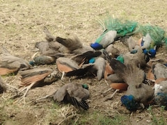 20 Peacocks Found Dead In Karnataka, Weeks After Tigress, 4 Cubs Died