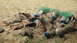 20 Peacocks Found Dead In Karnataka, Weeks After Tigress, 4 Cubs Died