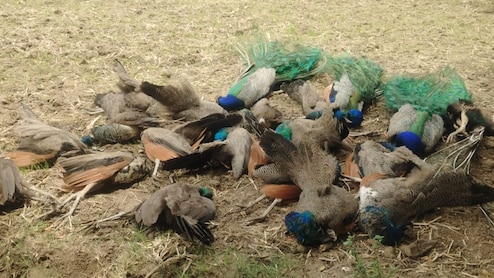 20 Peacocks Found Dead In Karnataka, Weeks After Tigress, 4 Cubs Died